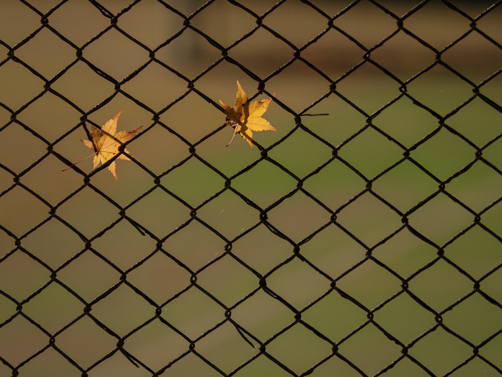 根性をテニスコートで見せる