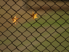 根性をテニスコートで見せる