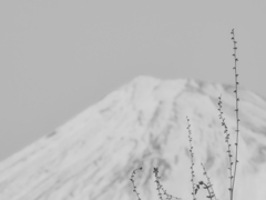 富士をめでる人たち