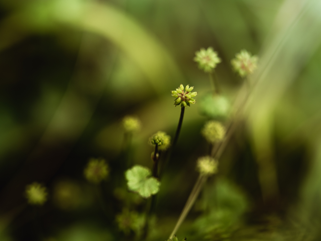 踏みづけられる地の草