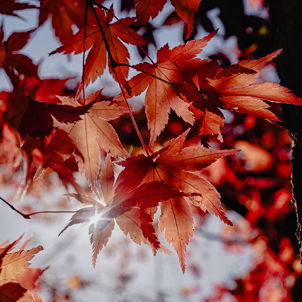 あたたかい透過光