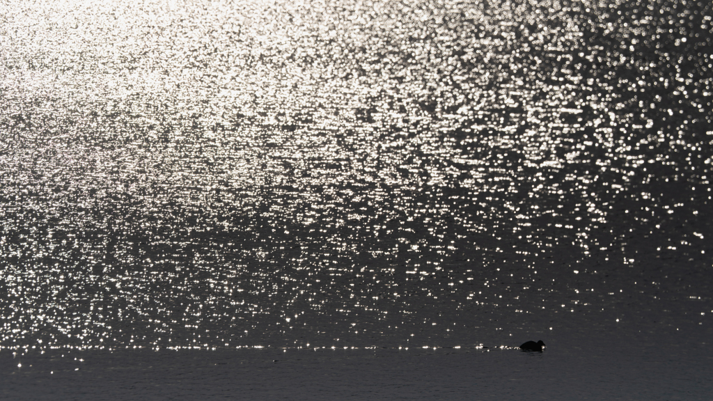 鴨行く、静かな朝