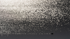 鴨行く、静かな朝