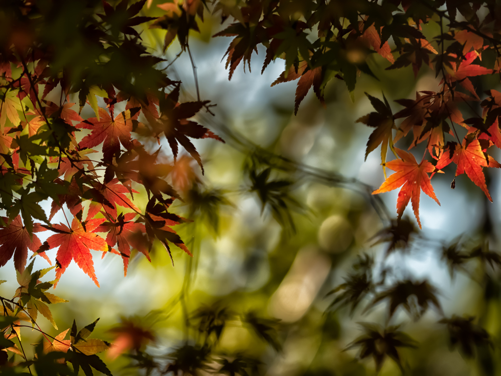 惹かれる紅葉の影