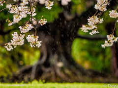 雨の日の大樹と桜