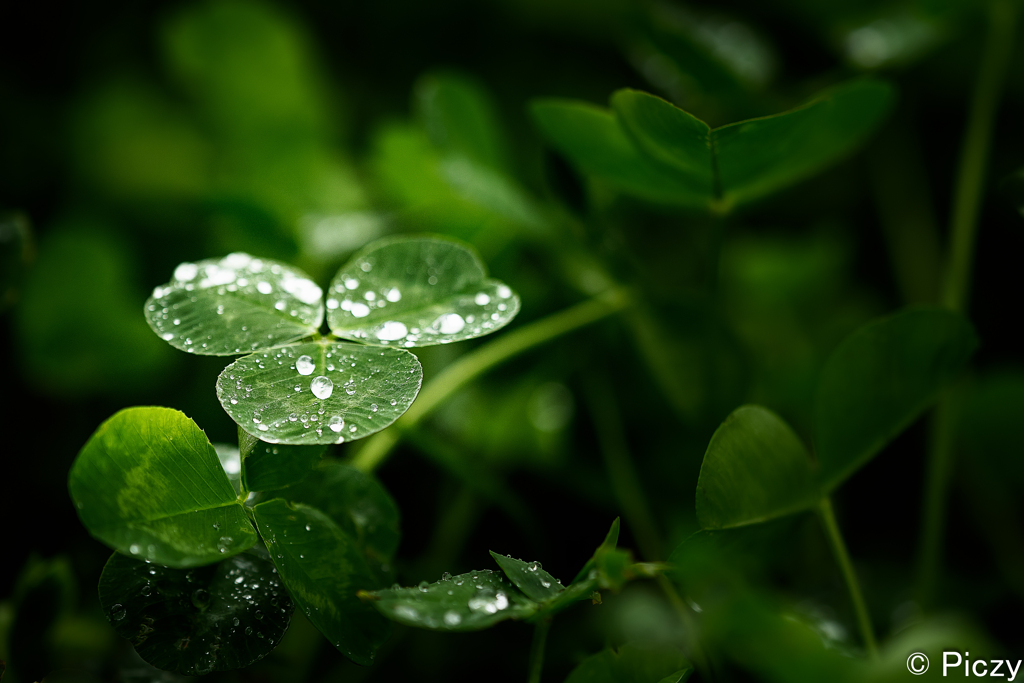 雨の日の三つ葉