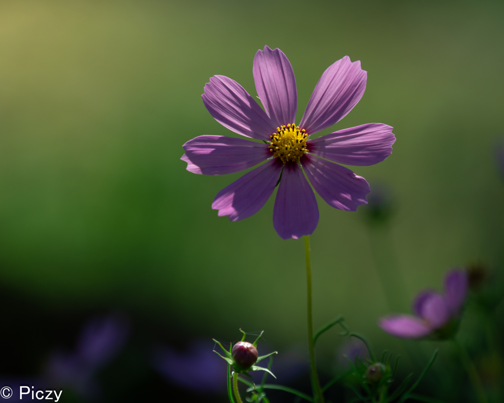 花の中のグラデーション