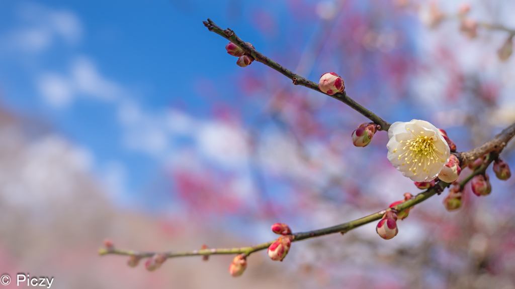 早春の空