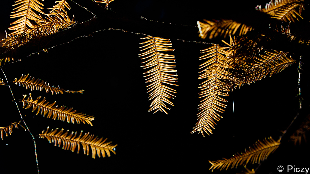 揺れ光る葉の形