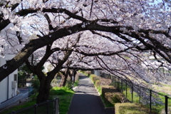 桜をくぐる