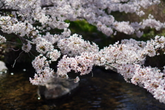 水面の桜