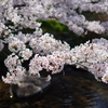 水面の桜