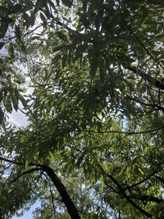 森林浴