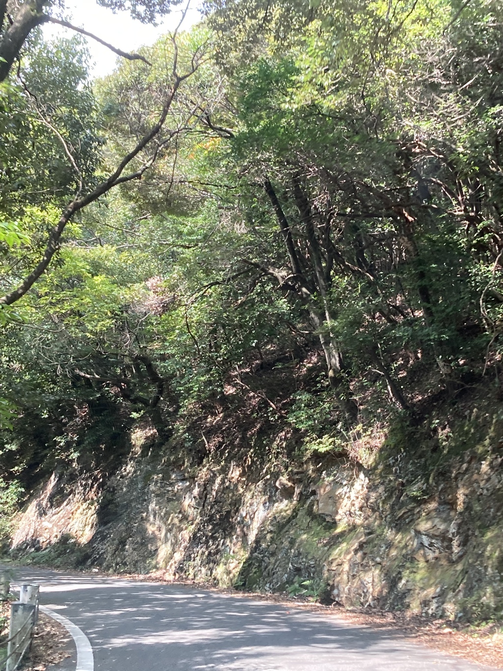 森林浴