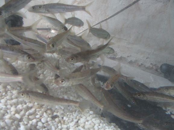 釣ったモロコ残り３８匹は水槽に。。1