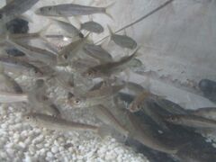 釣ったモロコ残り３８匹は水槽に。。1