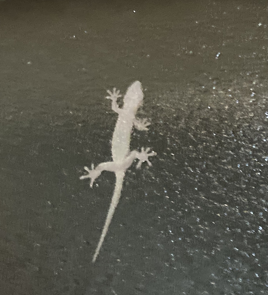 ヤモリ2
