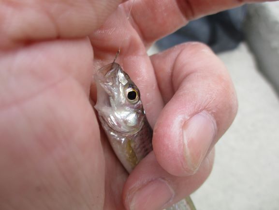秋のモロコ釣り2