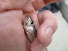 秋のモロコ釣り2