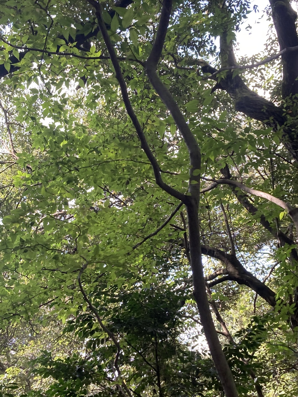 森林浴