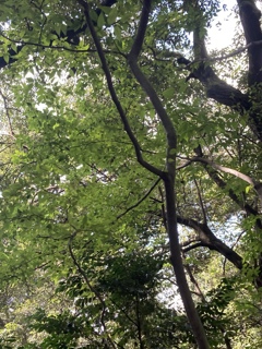 森林浴