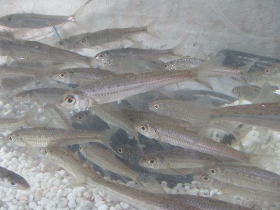 釣ったモロコ残り３８匹は水槽に。。2