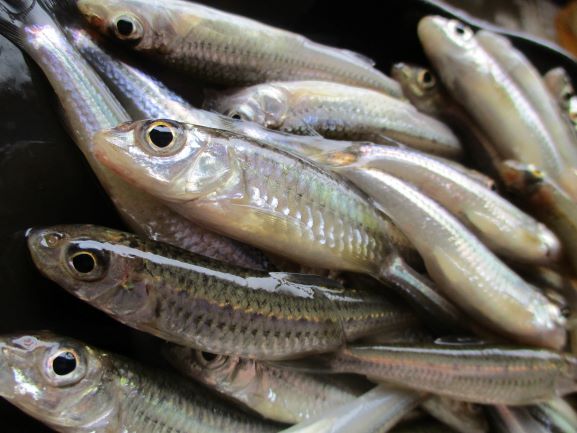 釣果　モロコ４7匹は食用に。。