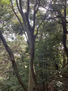 森林浴