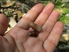 秋の風物詩　　どんぐり3