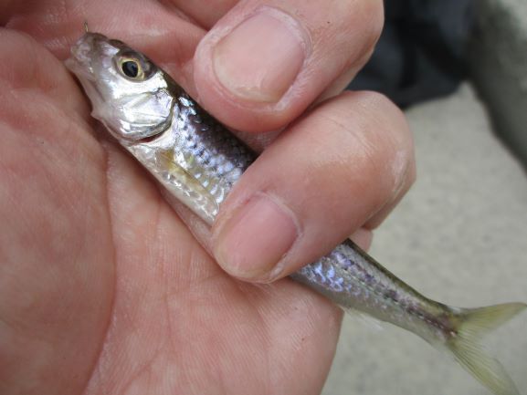 秋のモロコ釣り1