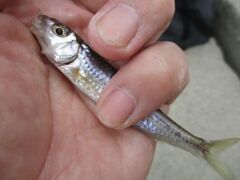 秋のモロコ釣り1
