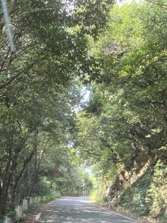 森林浴