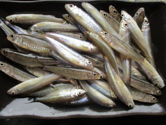 釣果　モロコ４7匹は食用に。。