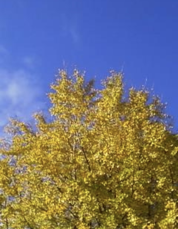 銀杏の紅葉2