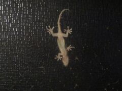 ヤモリ