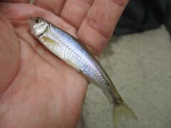 秋のモロコ釣り3