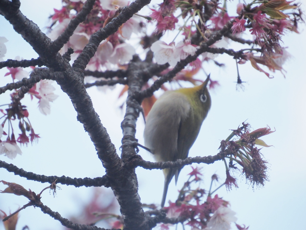 熱海桜とメジロ