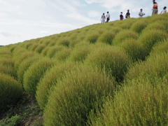 緑のコキア　ひたち海浜公園