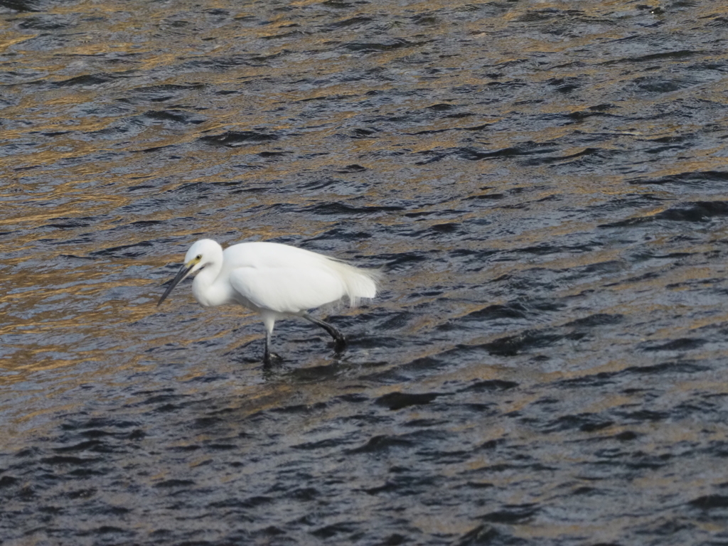 引地川のコサギ