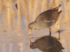 今田貯水池のバン