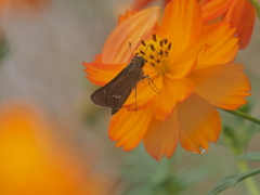 キバナコスモス　ひたちなか海浜公園
