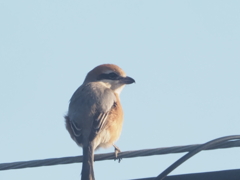 電線のモズ