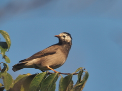 引地川のムクドリ