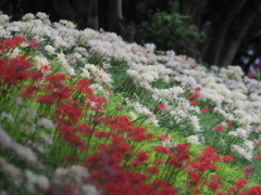 泉の森　彼岸花