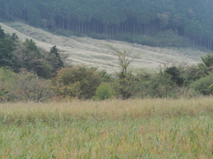 箱根仙石原の生き物