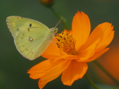 キバナコスモス　ひたちなか海浜公園