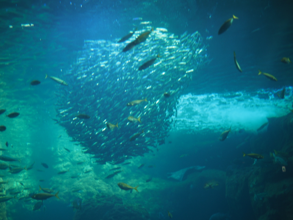 新江ノ島水族館のイワシ