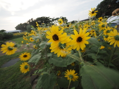 ソレイユの丘のヒマワリ