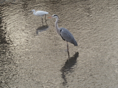 引地川の鳥