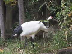 ズーラシアのタンチョウ